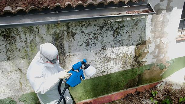 Top rated local Mold Remediation specialists in Doylestown, PA